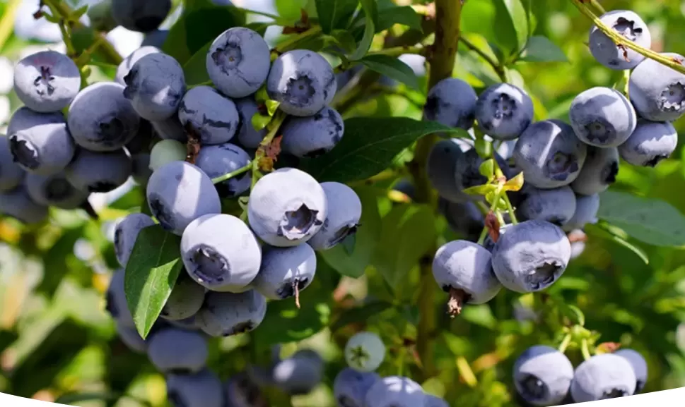 Высокорослая садовая голубика: секреты успешного выращивания