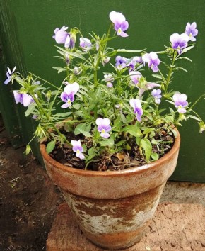 ������ ������� ������ ���������� �������� ��������� ����