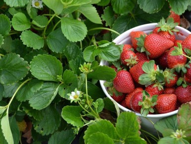 ��� ���������� �� ����������� ��������: ������ �� ������ � ��������� ������