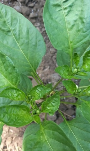 ��� ��������� ����������� ����� � ���� ������: ����� ������� ��� ������� ������