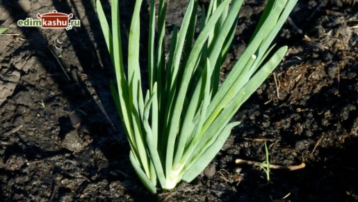 ��������� � �����: 2 ������� ������� ��������� �������� ���� �� ����