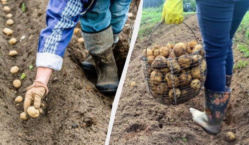 ��� ���������� ��������� ������� ������: ������� �������� �������