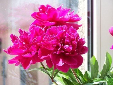 ��� ��������� ���������� � �������: ������� ����� � �������