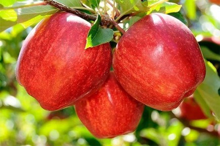 ������ ����: ������� ��������� ����������� � ����������� �����