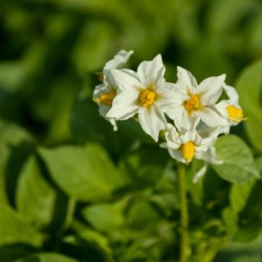 ������ ��������: ��� ������� ��������� �������� ��� ��������� ������