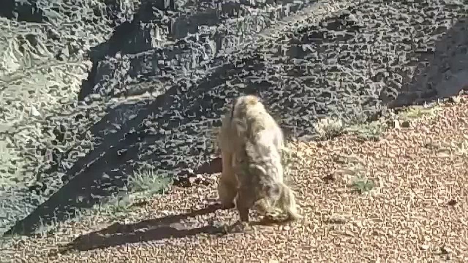 �����-����������: ��� ��� ������ � ��� ����������