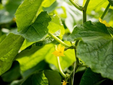 ��������� �� �������: ����� �������� �� ��������� ���� � ������