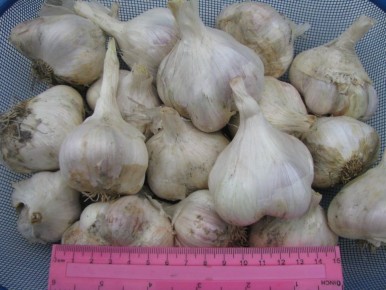 ������ ������ ����������: ����������� �������� �����