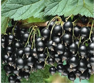 ���������� ���������: ���������� ���� � ������������ ������ � ����� ������