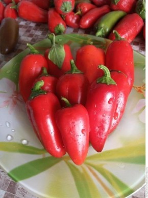 ����� �������� �������: ��������� ����� ��� ����������� ����