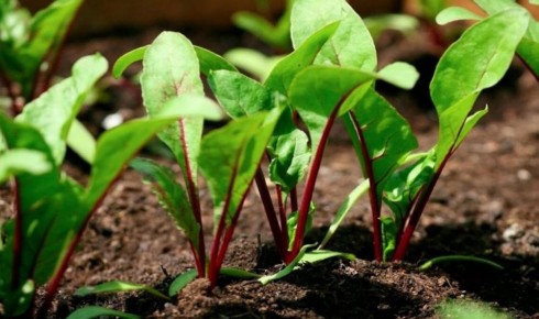 ��� ��������� ������� �����: 4 ���� � ���������� ������