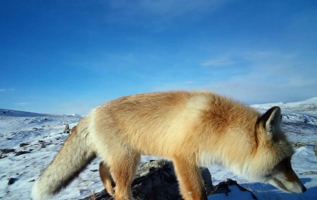 ����� ������ ������ �� ������ ����������� � ��������� �����������