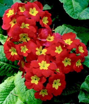 ��������: ����� ���� ������ ����