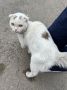 Бегает котенок возле скорой медицинской помощи в районе площади им. Ленина. В черном ошейнике, скорее всего домашний