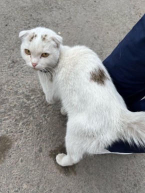 Бегает котенок возле скорой медицинской помощи в районе площади им. Ленина. В черном ошейнике, скорее всего домашний