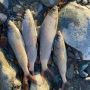 31-летний житель Тувы незаконно выловил 40 хариусов на озере Джулукуль, которое находится на особо охраняемой территории Алтайского биосферного заповедника