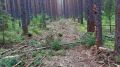 В Республике Алтай житель Турочакского района получил условный срок за повреждение лесных насаждений до степени прекращения роста