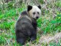 «Алтайская панда» вернулась через два года