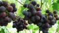 Виноград Рошфор: последняя находка для садоводов-новичков