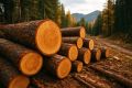 В Усть-Коксинском районе незаконно вырубили 11 лиственниц на 1 млн рублей