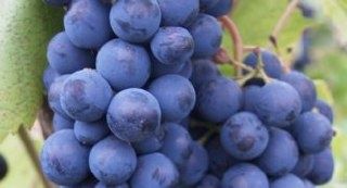 Виноград Кардинал: Вкус, который покоряет сердца садоводов и гурманов