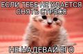 Кошек-тревожников в России стало больше