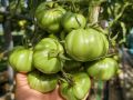 ��� ���� ����� ����� ����������� ��� ������: ������� ���������� �������