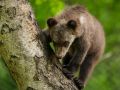 У медвежонка-сироты из Улаганского района появился шанс на жизнь!