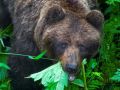 В Яйлю введён комендантский час в связи с участившимися выходами медведей в село