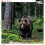 Медведь утащил 29-летнюю туристку из палаточного лагеря и убил