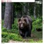 Медведь напал на палаточный лагерь в Горном Алтае и убил 29-летнюю туристку