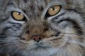 Котики такие котики Даже если они хмурые манулы!