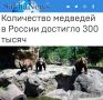 «Количество медведей в России достигло 300 тысяч»: Численность бурых медведей в стране выросла почти в четыре раза с 1990 года