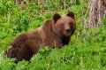 Медведя, растерзавшего девушку, пытались убить на месте