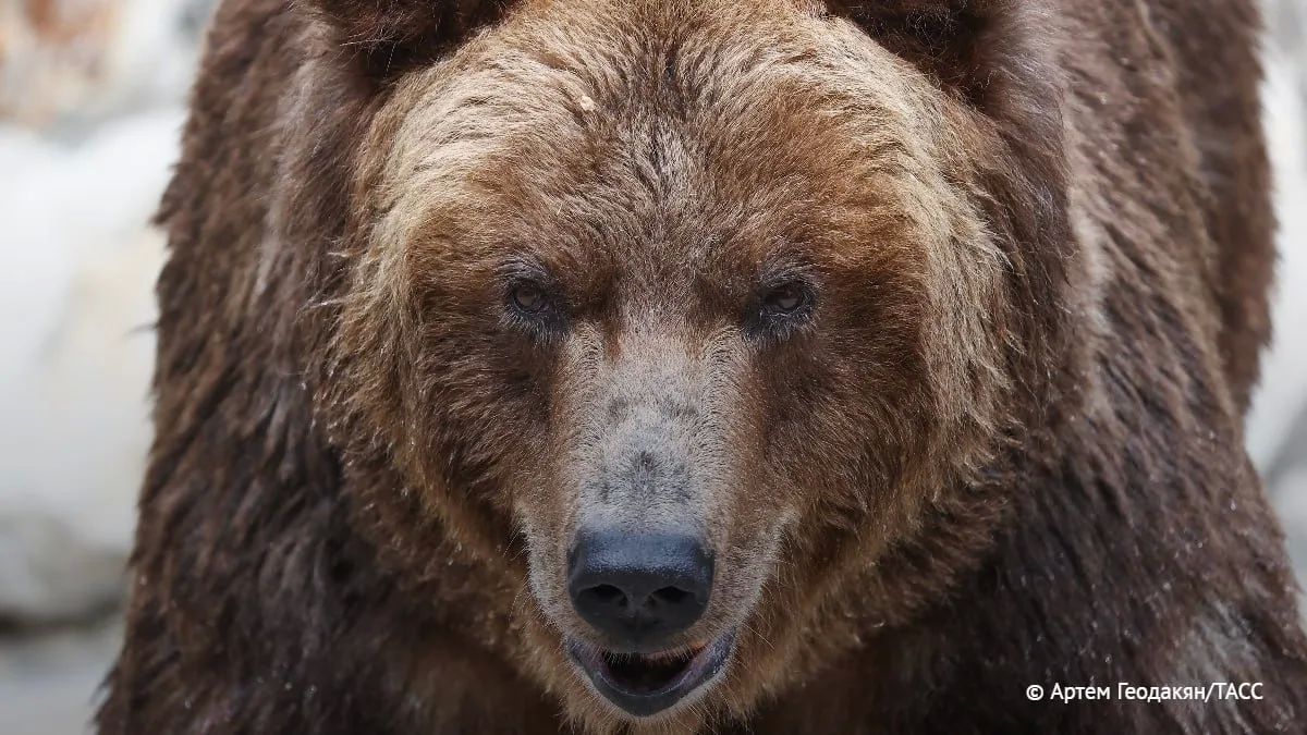 В РФ от нападений медведей за последний месяц погибли 10 человек, следует из подсчетов ТАСС