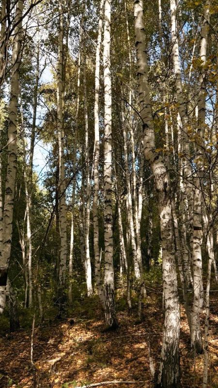 Ранняя осень — это время, когда воздух становится прозрачным и хрустальным, а солнце уже не греет, а ласково светит Ранняя осень — это время, когда воздух становится прозрачным и хрустальным, а солнце уже не греет, а ласково светит