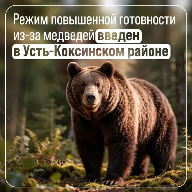В Усть-Коксинском районе введен режим повышенной готовности из-за медведей