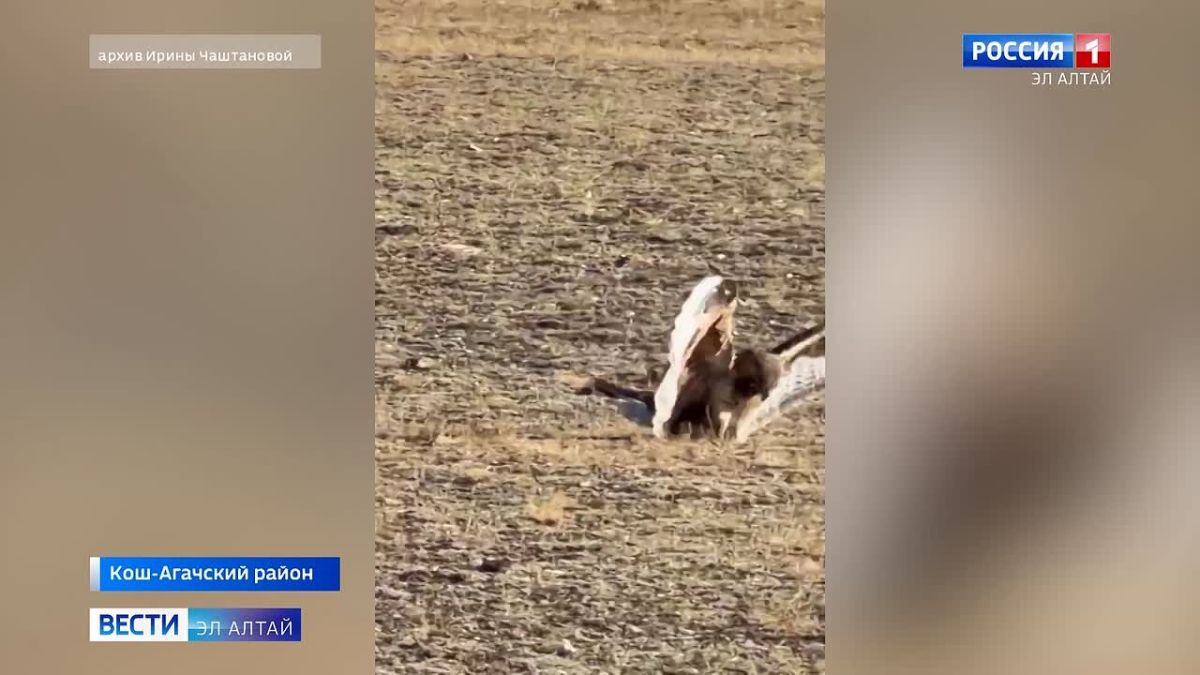 Удивительные кадры дикой природы из Кош-Агачского района