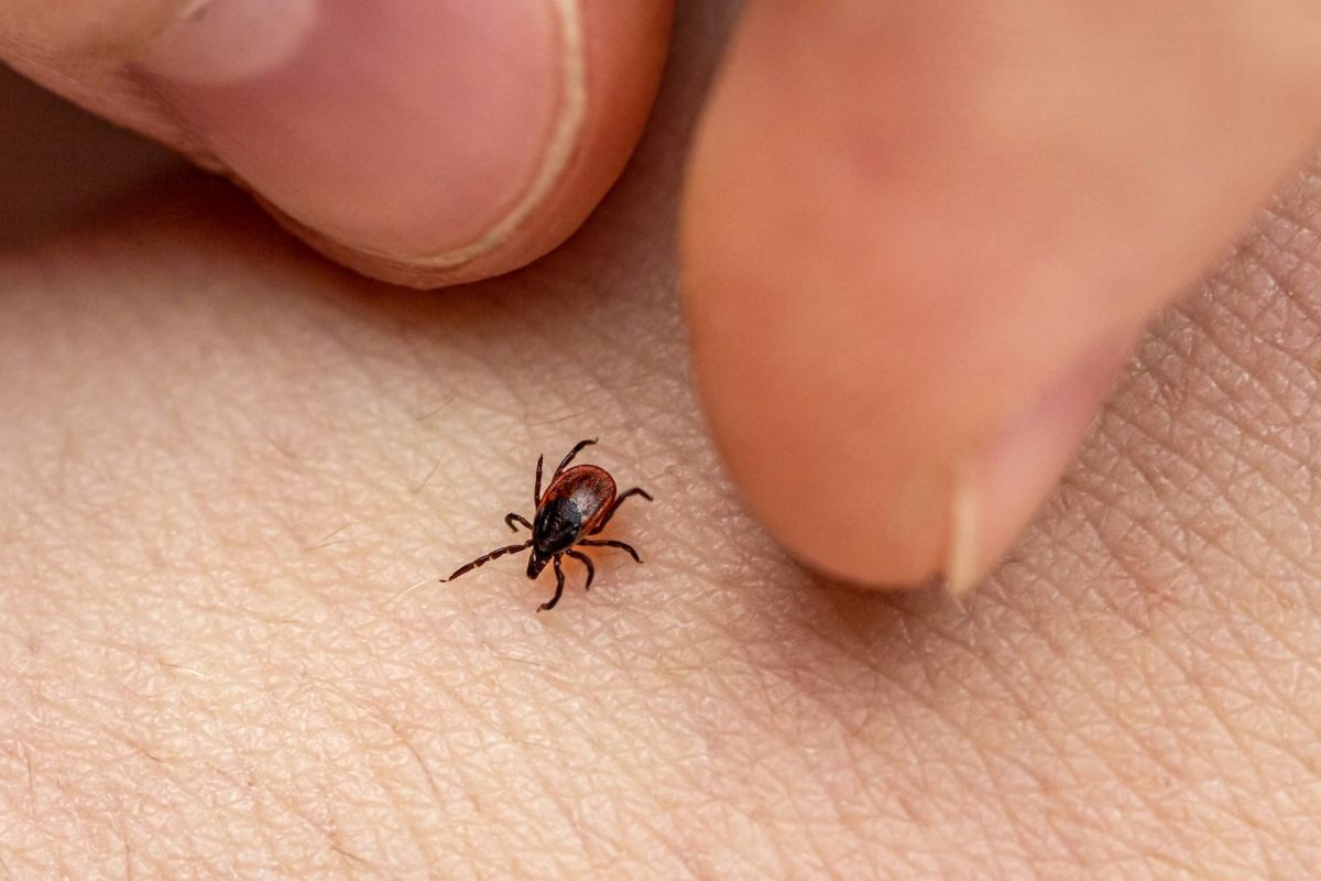 В Республике Алтай за неделю клещи укусили четырёх человек