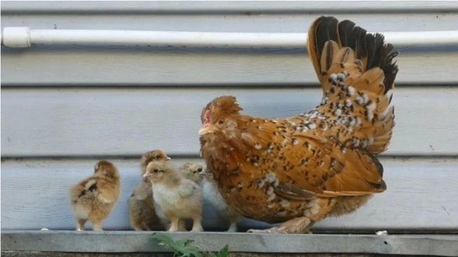 Барнаульский пенсионер возвращает к жизни куриные породы, которые считали потерянными