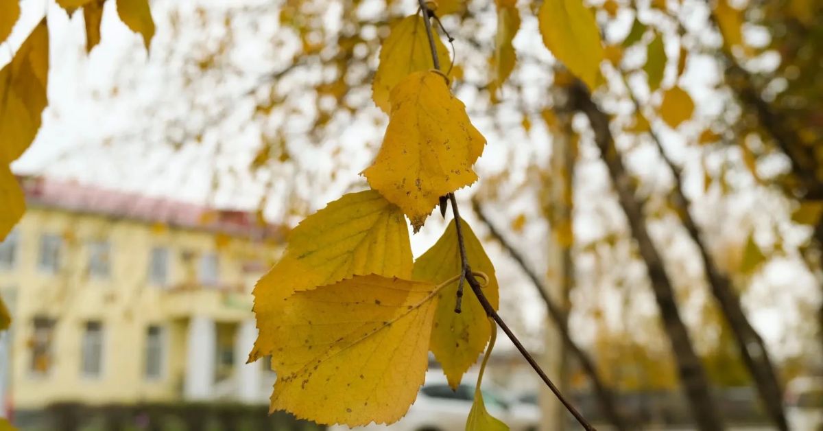 Погода в Горно-Алтайске на неделю Погода в Горно-Алтайске на неделю