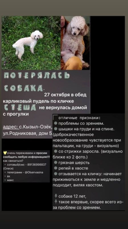 Потерялся питомец. Обратите внимание, Может кто видел