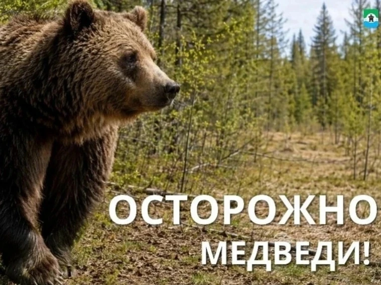 «Медведи рядом: в Усть Канском районе усиливают меры безопасности»