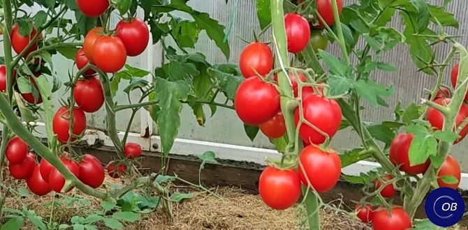 Секреты успешного урожая: как сделать свой огород процветающим