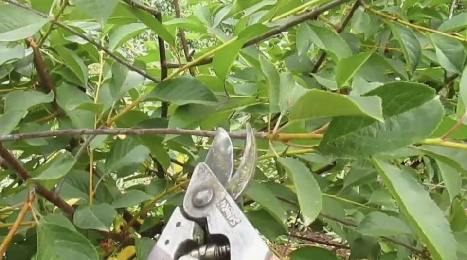 Летняя обрезка плодовых деревьев: как сделать всё правильно, не навредив урожаю