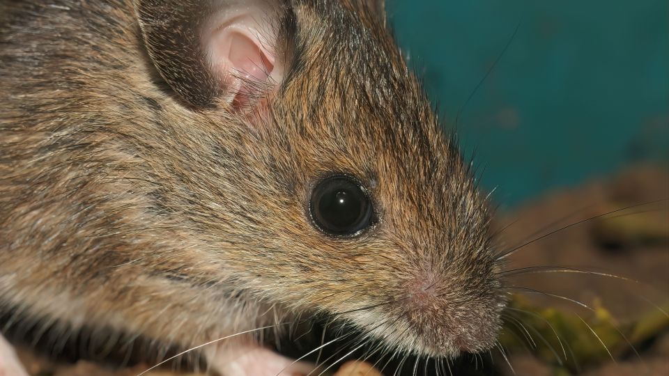 Забудьте уже про полынь и кошек: вот что действительно защитит погреб от мышей