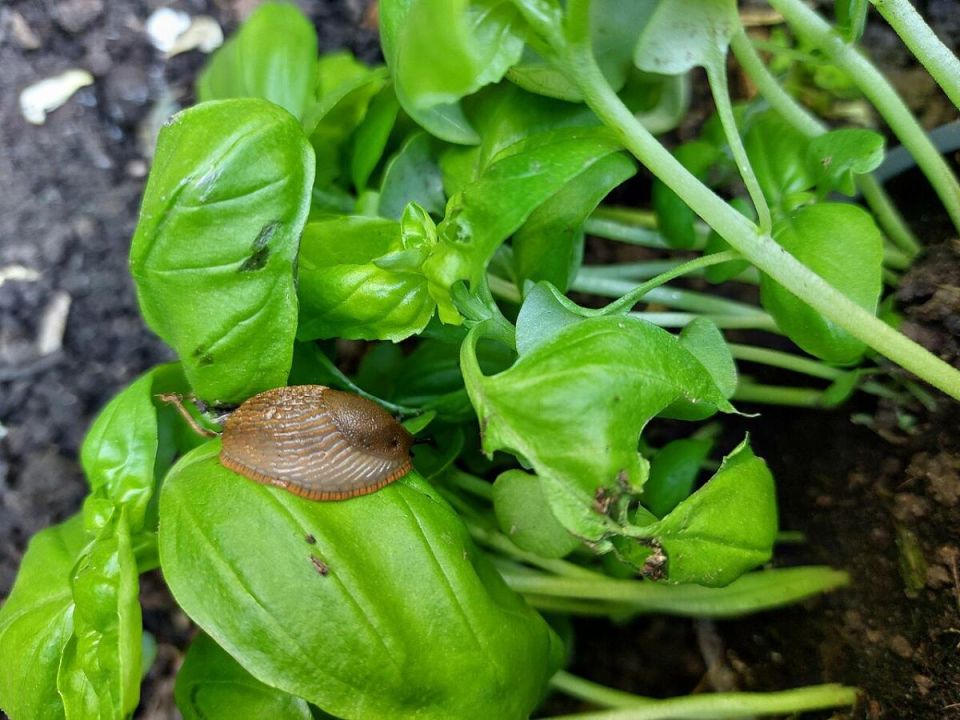 Эффективные способы борьбы со слизнями: сохраните свой урожай с помощью натуральных средств