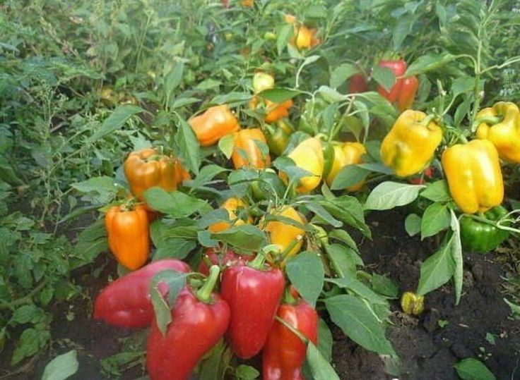 Пять скрытых причин, почему перец не растёт