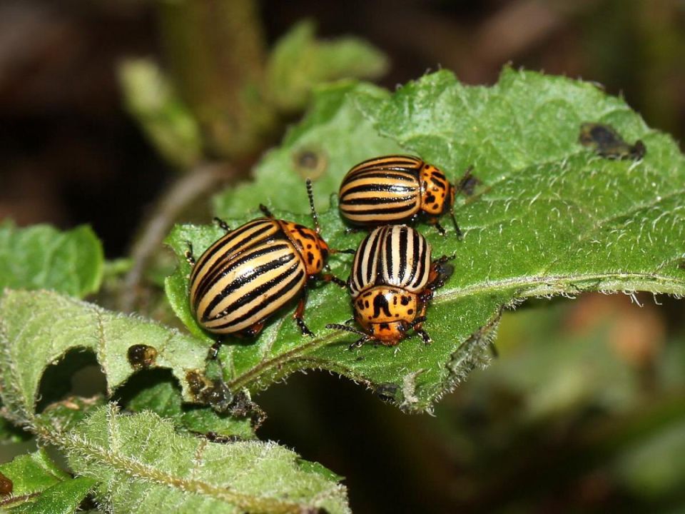 Устали от химикатов? Эффективные натуральные средства против колорадского жука