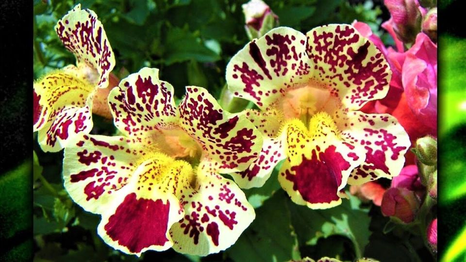 Открытие загадочного мира мимулюса: яркие цветы для вашего сада